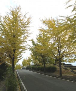 名古山霊園　イチョウ並木