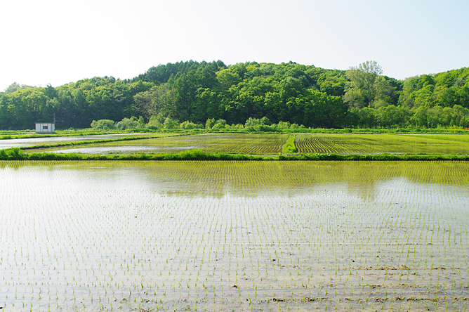 水田