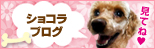 社長の愛犬ショコラの日記