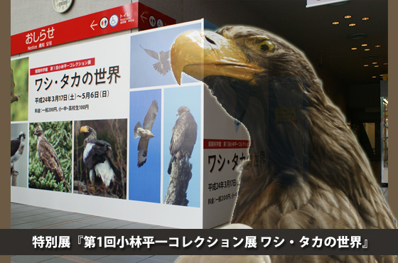 特別展『第1回小林平一コレクション展 ワシ・タカの世界』