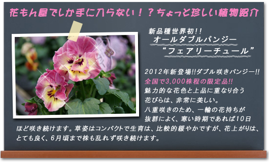 花もん屋でしか手に入らない！？ちょっと珍しい植物紹介