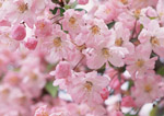 龍野公園　桜並木イメージ