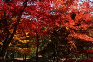 しそう山崎もみじまつり　最上山公園