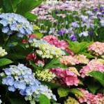 アジサイと花菖蒲