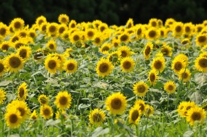 sunflowers