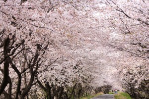 sakura