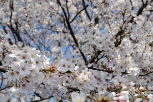 sakura