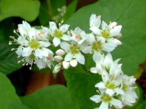 蕎麦の花