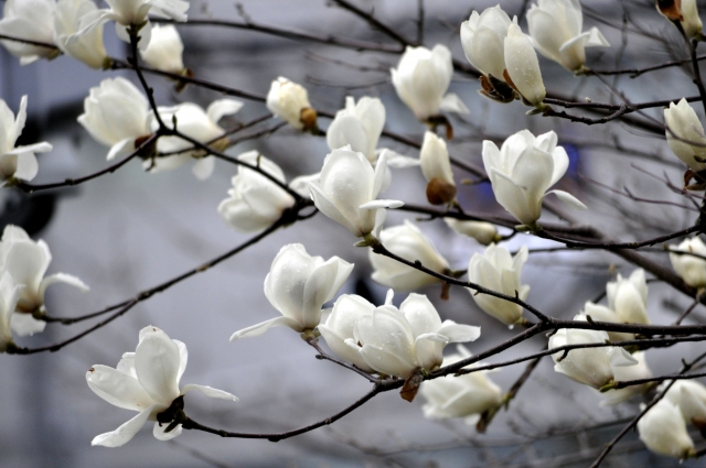 3月のおわりに咲き始める白い花 はりまうすと仲間たち