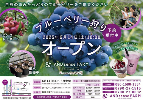 AND sense FARM 「ブルーベリー狩り」