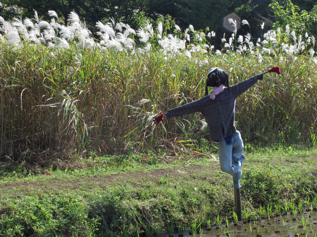 羅漢の里 もみじまつり はりま（姫路・加古川・たつの・相生など）の話題